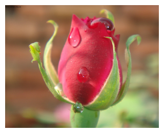 Технология выращивания розы флорибунда сорта куин элизабет в открытом грунте