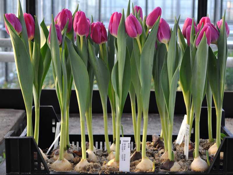 Выгонка тюльпанов в домашних условиях: пошаговая инструкция и подготовка материала