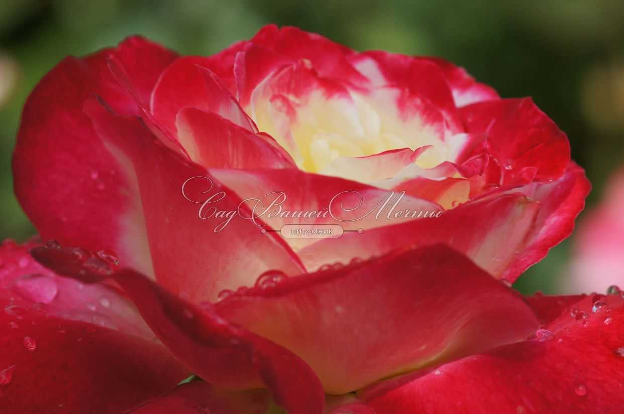 Самые ароматные и душистые сорта роз описание, фото
