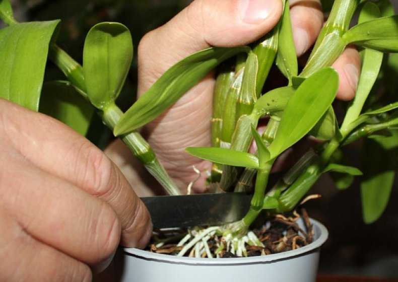 Размножение орхидеи детками: инструкция по тому, как провести его в домашних условиях, фото процедуры и советы по дальнейшему уходу selo.guru — интернет портал о сельском хозяйстве