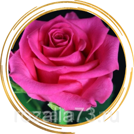 Удивительная роза абракадабра: описание и фото сорта, использование в ландшафтном дизайне, уход и другие нюансы