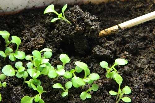 Петуния, посев семян на рассаду - хитрости, как правильно вырастить и ухаживать?