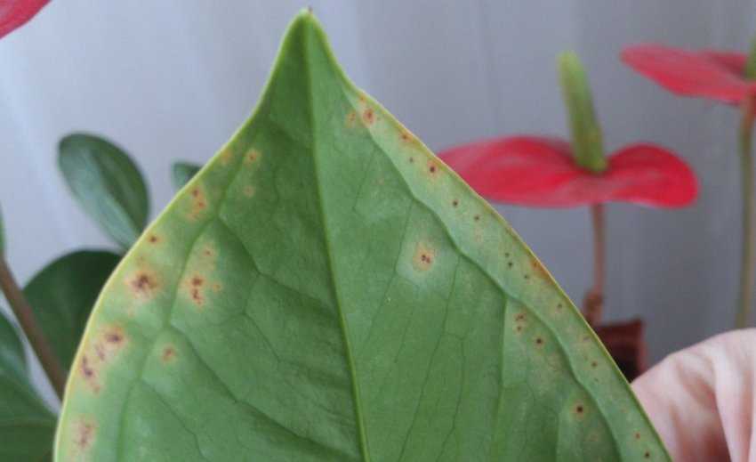 Почему вянут листья у антуриума. домашний антуриум: чернеют листья? лечим растение