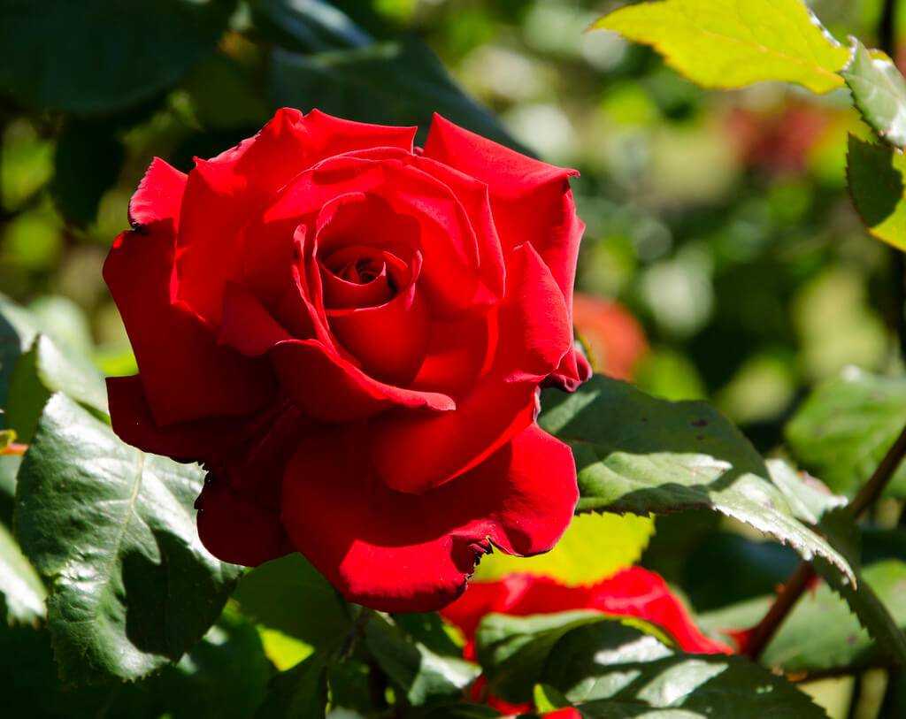Роза морсдаг (morsdag) — разновидности почвопокровного растения