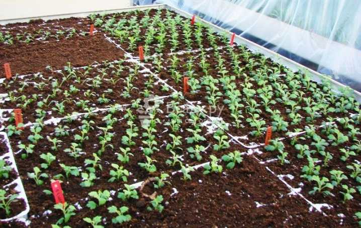 Хризантема из семян (19 фото): выращивание рассады однолетних и многолетних хризантем. как сажать семена хризантемы и вырастить их в домашних условиях?