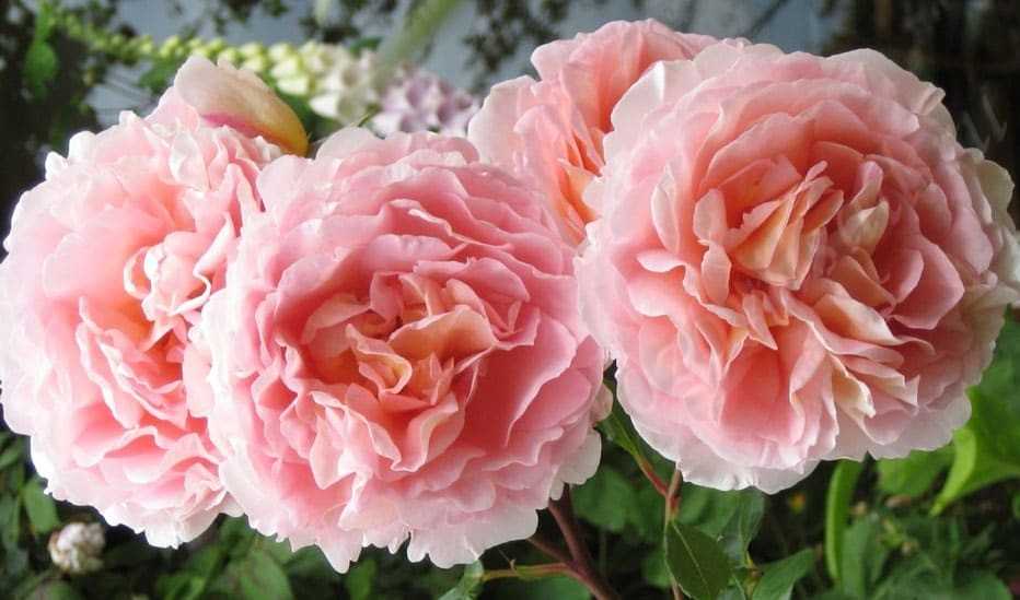 Роза Боскобель: описание кустов и цветов, особенности сорта, устойчивость к морозам, вредителям и заболеваниям Преимущества и недостатки Отзывы садоводов
