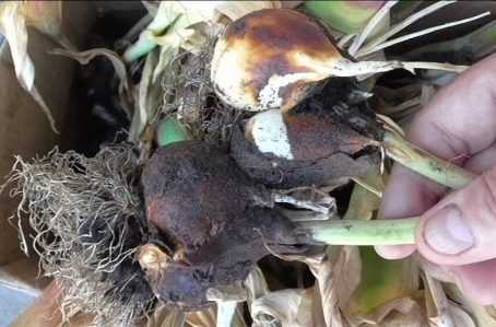 Как сохранить луковицы тюльпанов. как хранить луковицы тюльпанов зимой: этапы работ и условия