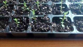 Как вырастить лаванду из семян в домашних условиях?