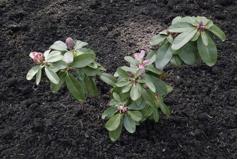 Рододендрон: посадка и уход в открытом грунте, выращивание из семян, фото