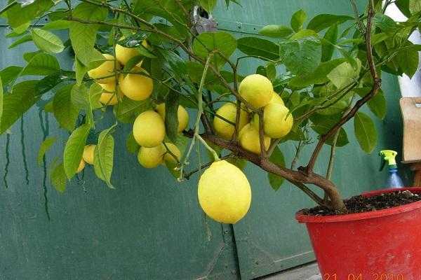 Павловский лимон: описание сорта, уход в квартире, болезни