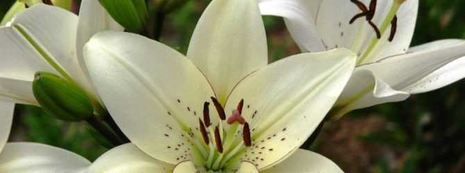 Подкормка лилейников весной и летом: чем и когда удобрять для роста и цветения