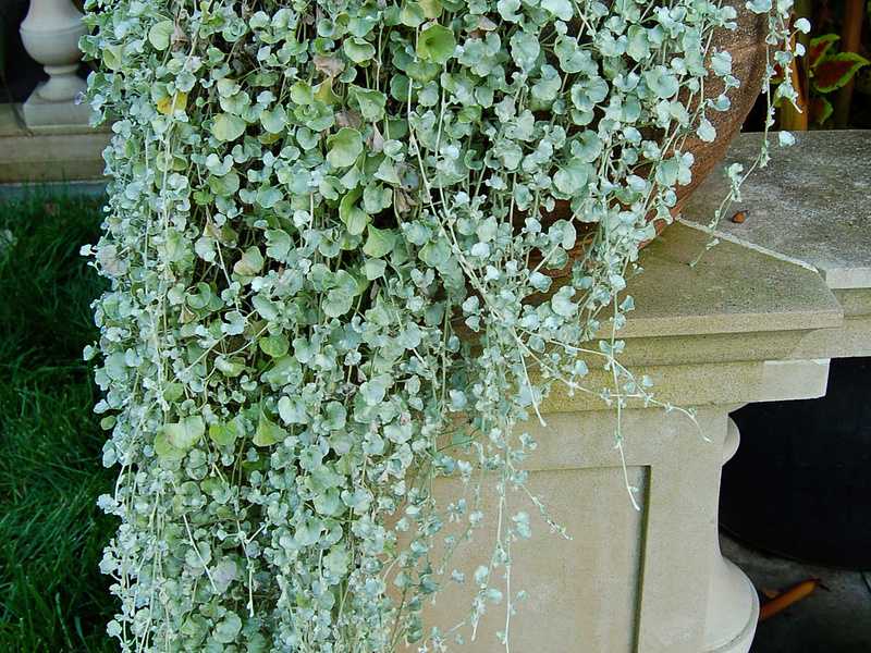 Ампельное растение дихондра: разновидности с фото, выращивание дихондры "изумрудный водопад" из семян, уход
