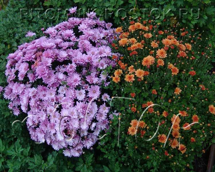 Сорта хризантем с фото и названиями: новые, высокорослые и крупноцветковые разновидности Сроки цветения, какие сажать в Подмосковье и в Сибири