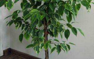 Причудливое карликовое деревце со свежими яркими листьями — фикус «бенджамина наташа»