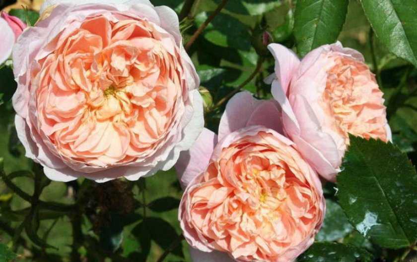 Роза: описание 16 сортов, особенности и уход – такая разная королева цветов (150 фото & видео) +отзывы