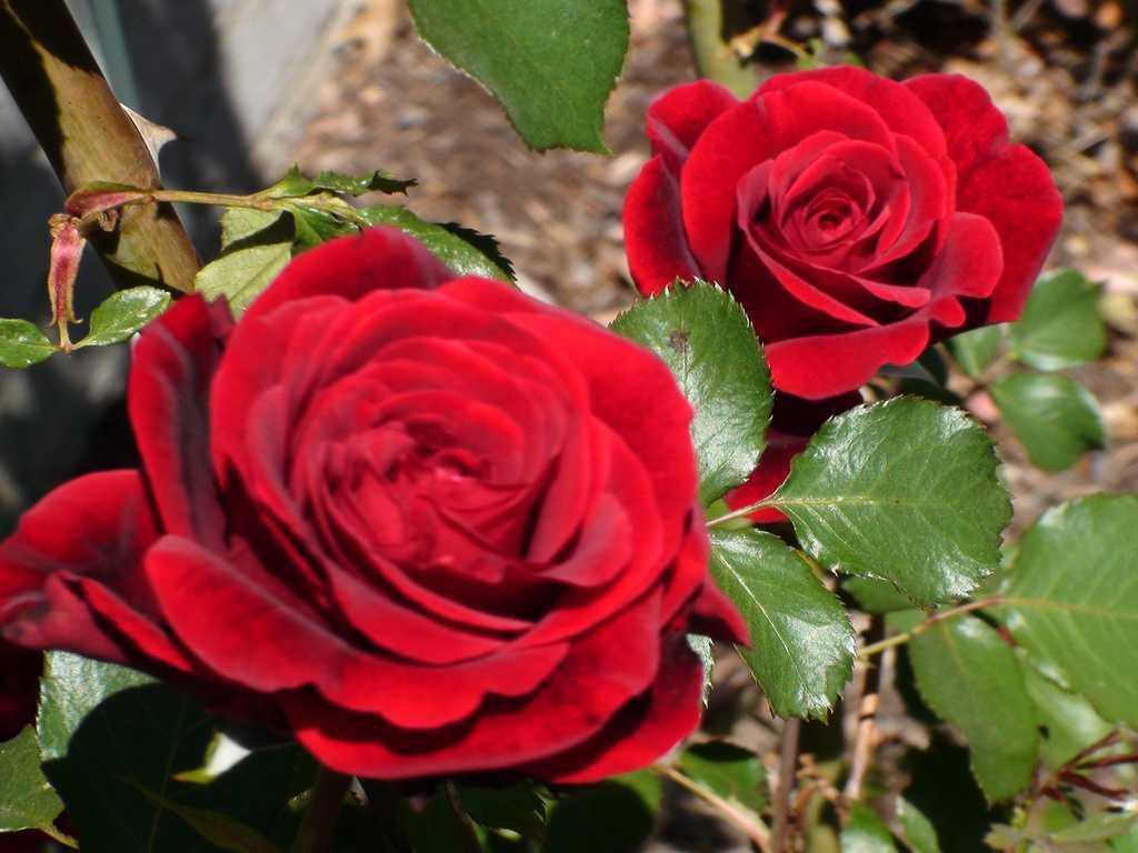 Особенности обрезки плетистых роз в разное время года — советы и пошаговая инструкция