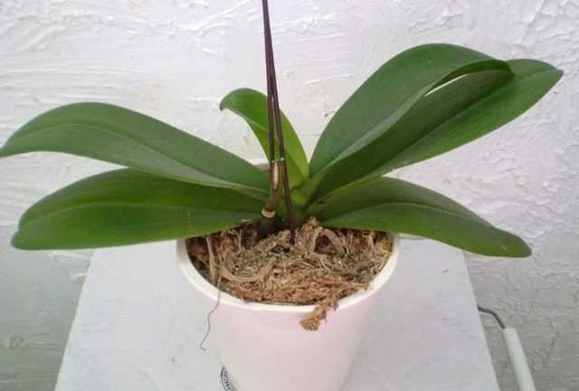 Как поливать фаленопсис? правила ухода и особенности полива орхидеи