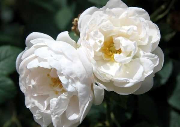 Описание канадской парковой розы сорта аделаида худлесс: как ухаживать