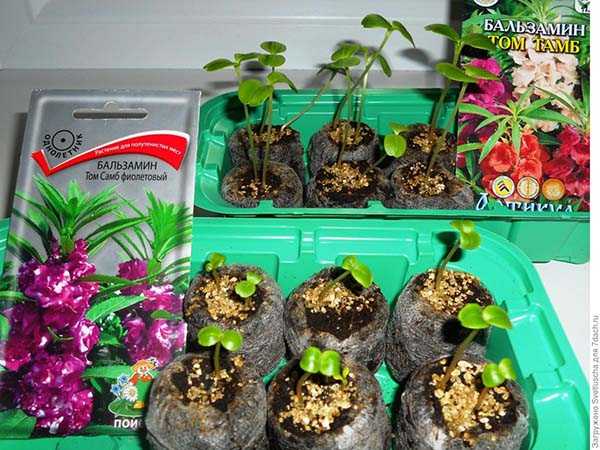 Бальзамин садовый: выращивание из семян, посадка и уход