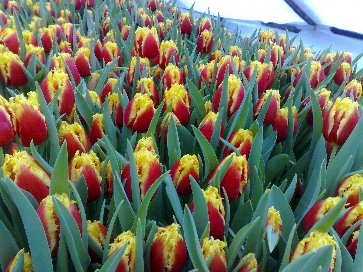 Выращивание тюльпанов в теплице к 8 марта как бизнес: подробности технологии > видео + фото