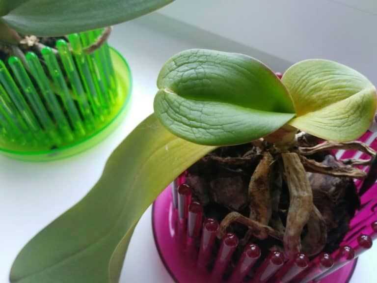 Как ухаживать за орхидеей Подкормка в домашних условиях Как нарастить корни Как правильно поливать во время цветения Чем удобрять, чтобы цвела Как укоренить