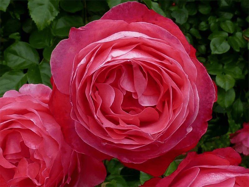 Роза «абракадабра»: описание сорта, фото и отзывы