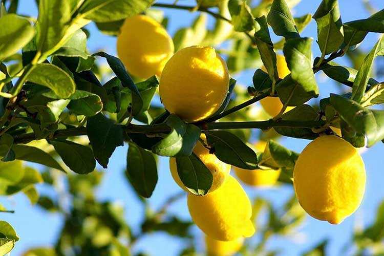Описание лимона сорта мейера