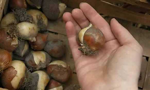 Когда выкапывать луковицы тюльпанов из открытого грунта и как хранить их до посадки осенью?