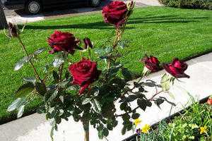 Роза black magic: описание и особенности выращивания