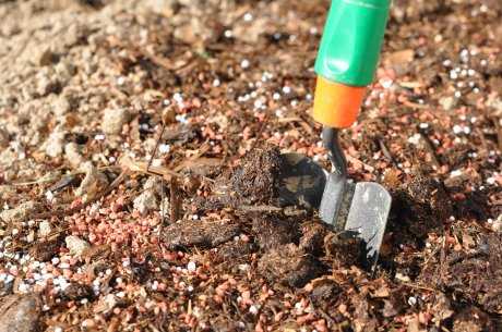 Чем подкормить пионы осенью: виды удобрений в зависимости от типа почвы
