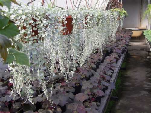 Ампельное растение дихондра: разновидности с фото, выращивание дихондры "изумрудный водопад" из семян, уход