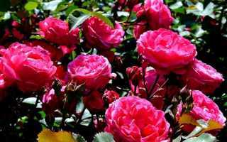 Роза фрезия (friesia) — как ухаживать за сортовым растением