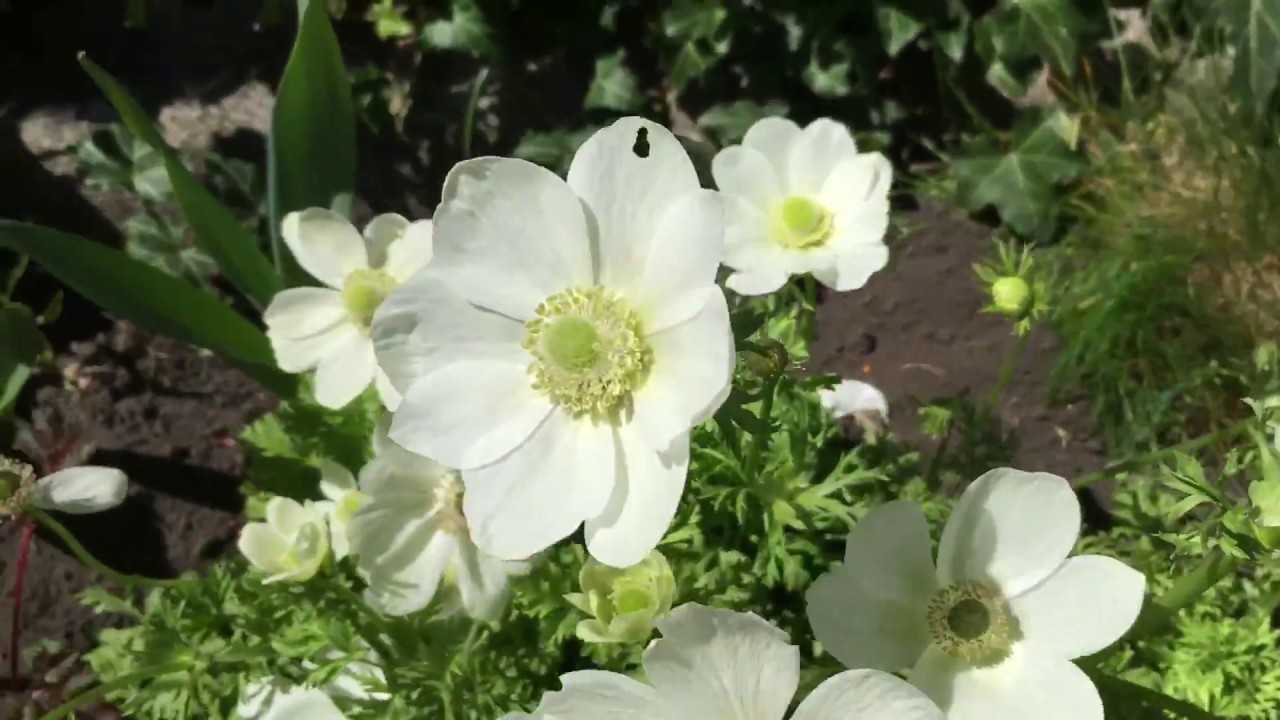Анемона: посадка и уход в открытом грунте, фото ветреницы, выращивание цветов на клумбе, размножение anemone