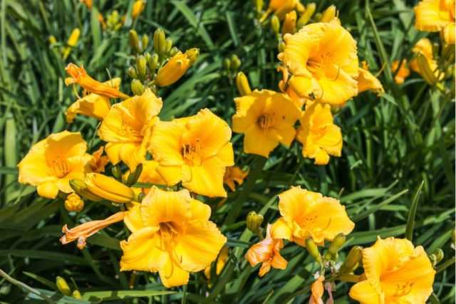 Лилейники: фото цветов, видео посадки, ухода, выращивания в открытом грунте и размножение растений