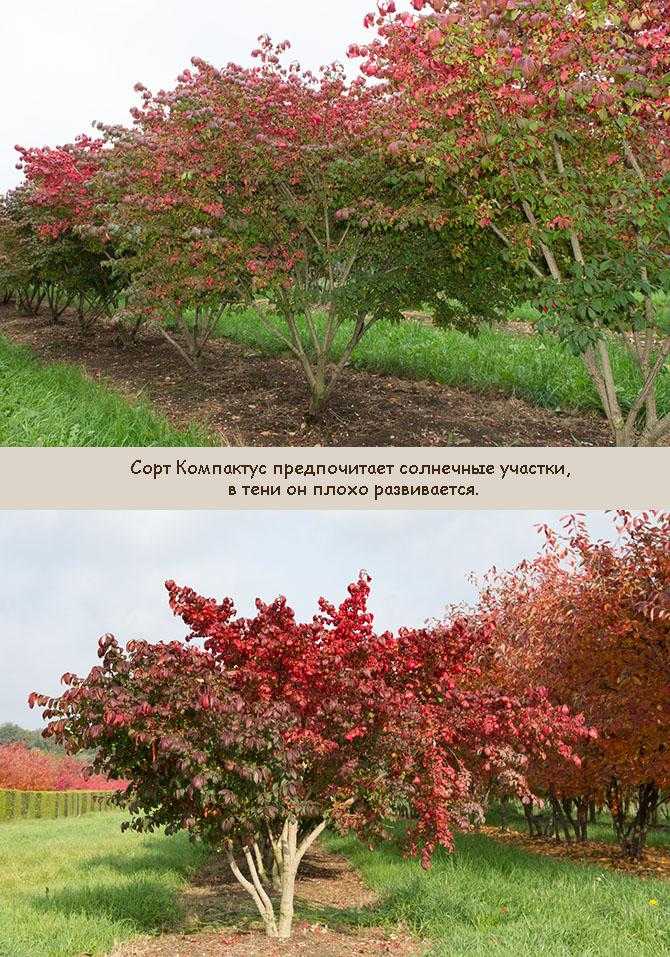 Бересклет — декоративный кустарник для яркой осени в саду