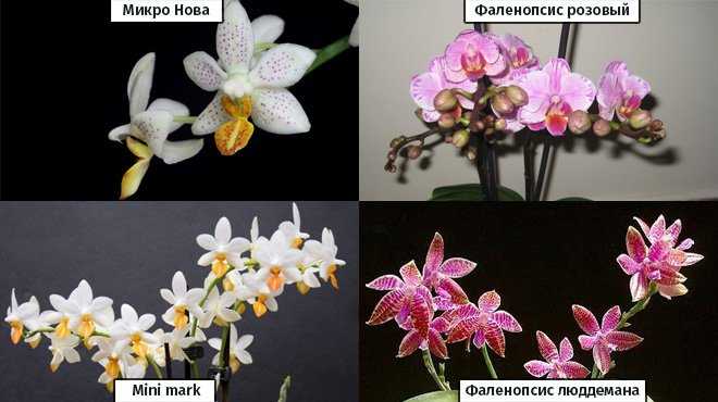 Как полить фаленопсис в домашних условиях правильно: как часто это нужно в уходе за орхидеей phalaenopsis, как лучше после пересадки, сколько раз во время цветения? русский фермер