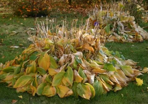 Примула подготовка к зиме: нужно ли обрезать листья осенью, как совершить посев семенами, уход за цветами под укрытиемдача эксперт