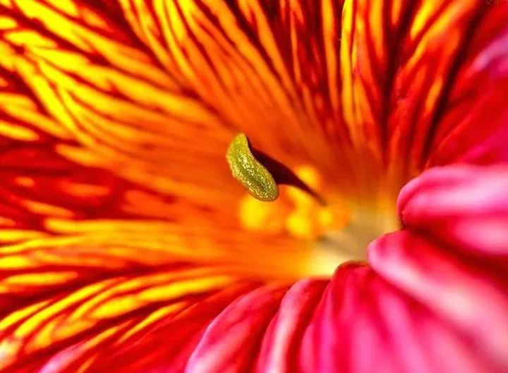 Сальпиглоссис (56 фото): посадка и уход за цветами в открытом грунте, выращивание из семян в домашних условиях, сорта «супербиссима» и «али-баба». когда сажать на клумбе в саду?