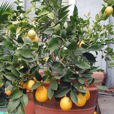 Лимон сорта Юбилейный: подробное описание, преимущества и недостатки Особенности пересадки, размножения и выращивания Отзывы владельцев