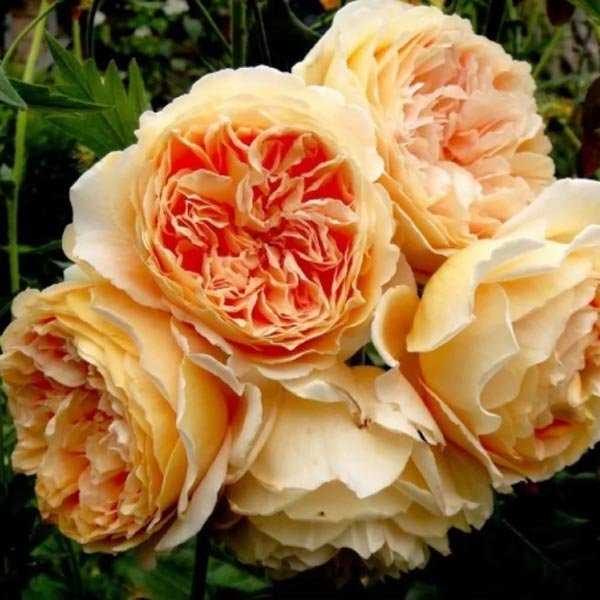 Роза голден селебрейшен: фото и описание, отзывы, видео