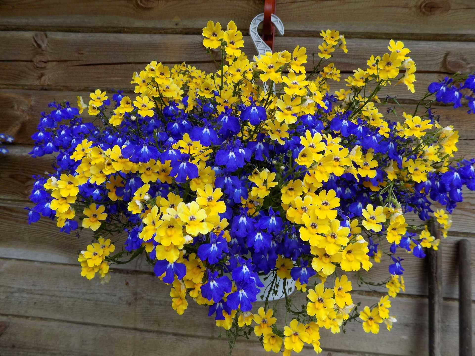 Ампельные цветы (90 фото): названия и описание цветов для кашпо (комнатных) и растений для сада. уход за свисающими цветами дома и на улице