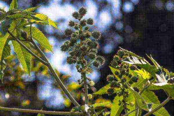 Клещевина обыкновенная: фото, выращивание из семян, уход в открытом грунте