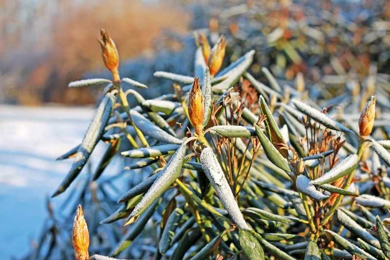 Подготовка рододендронов к зиме и уход осенью: обрезка и укрытие на зиму