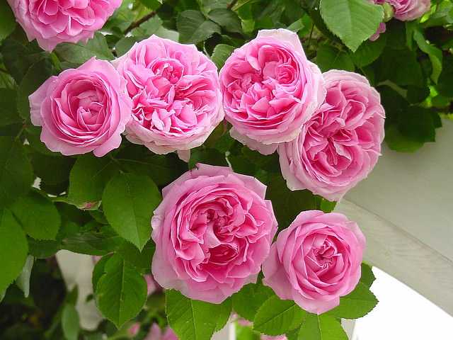 Бордовые розы (26 фото): выбираем темно-бордовые пионовидные и бархатные розы, кустовые и плетистые сорта бордового цвета