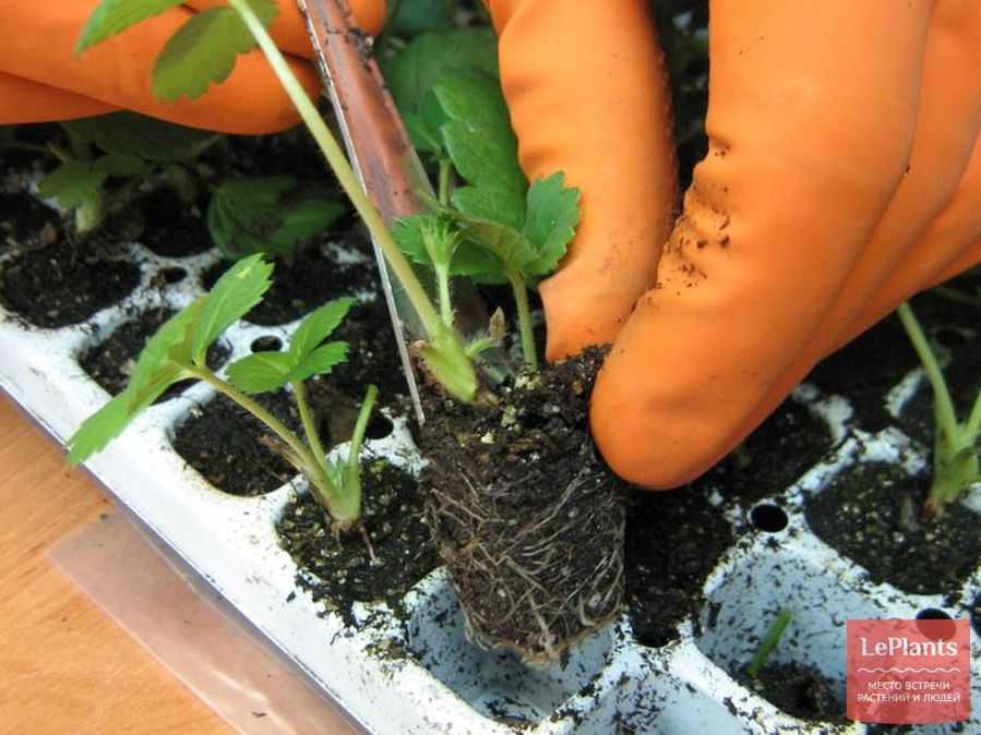 Гортензии из семян (19 фото): как выглядят семена и как из них вырастить гортензию? как посадить в домашних условиях? выращивание рассады дома