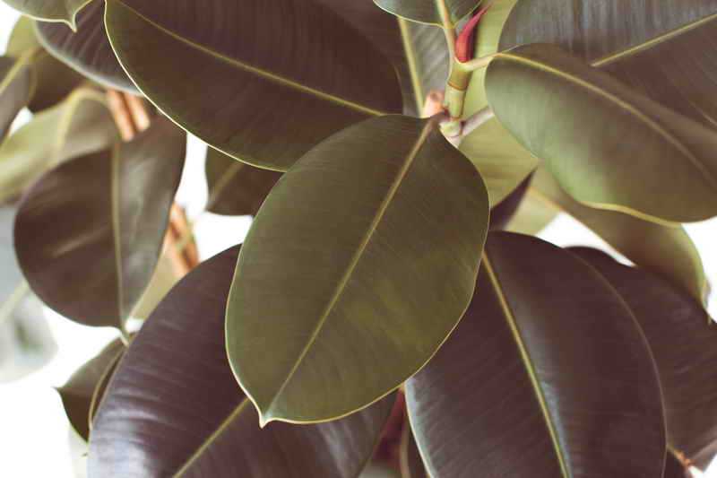 Фикус каучуконосный, целебные свойства обычного комнатного растения, приметы и суеверия | стиль жизни