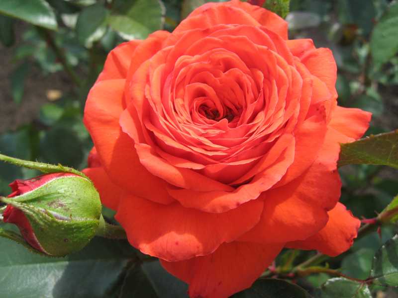 Плетистая роза «эльф» (16 фото): описание сорта, посадка и уход. как выбрать подкормку? отзывы садоводов