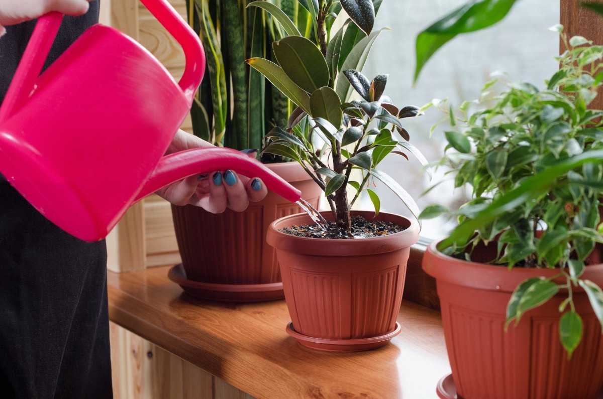Комнатные растения: освещение, полив, опрыскивание, температура - 4 главных условия. как правильно ухаживать за комнатными растениями