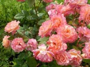 Описание и правила выращивания розы августа луиза