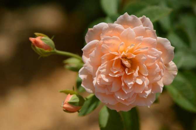 Лучшие розы дэвида остина: фото, описание, отзывы